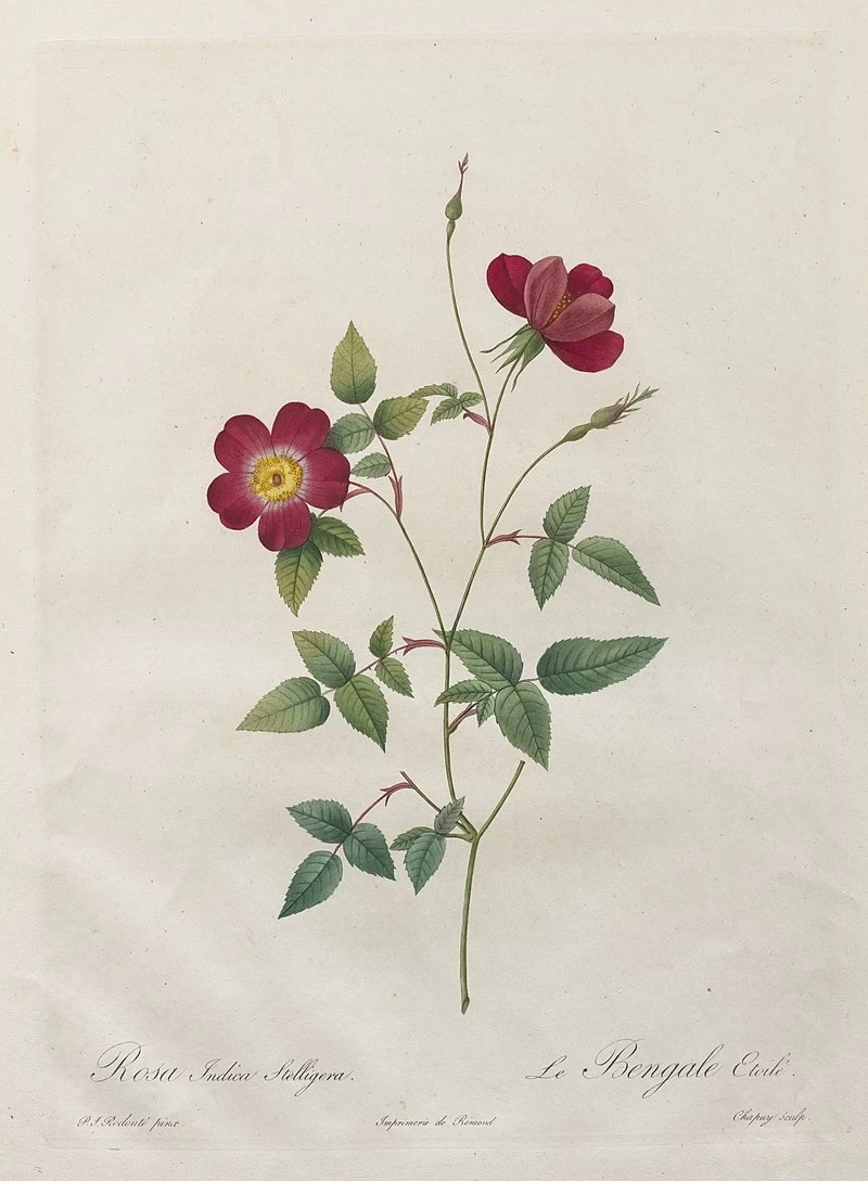Rosa Indica Stelligera - Cleveland Museum of Art